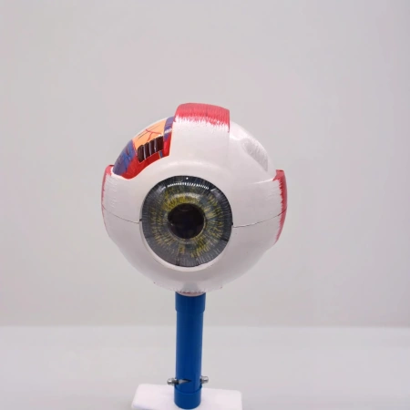 Модель «Зрение» (на батарейках)